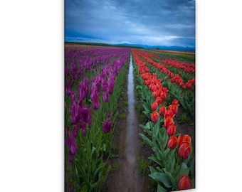 Willamette Valley Landscape – Wooden Shoe Tulip Farm – Oregon Nature Art – Photo on Paper, Canvas, Metal, Acrylic