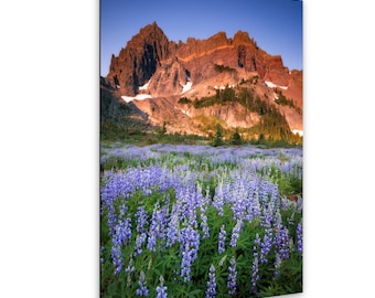 Lupine Wildflower Field Print – Bend Oregon Landscape Photography – Three Fingered Jack – Photo on Paper, Canvas, Metal, Acrylic