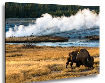 Bison Canvas Print – Yellowstone Wildlife Photography – Rustic Decor – Photo on Paper, Canvas, Metal, Acrylic