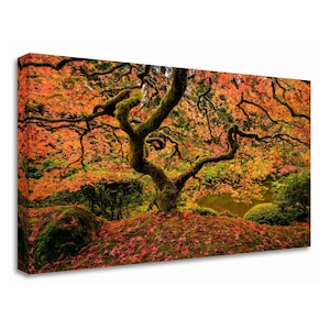 Japanischer Ahorn Baum Druck – Japanischer Garten Portland Foto – Herbstlaub Wandkunst – Orange Blätter Natur Fotografie – Zen Garten Deko