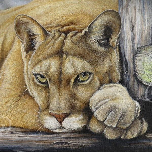 original, oil, painting, cougar, mountain lion, puma, cat, wildlife, nature, fine art, western, canvas, portrait, realistic, Jan Brown