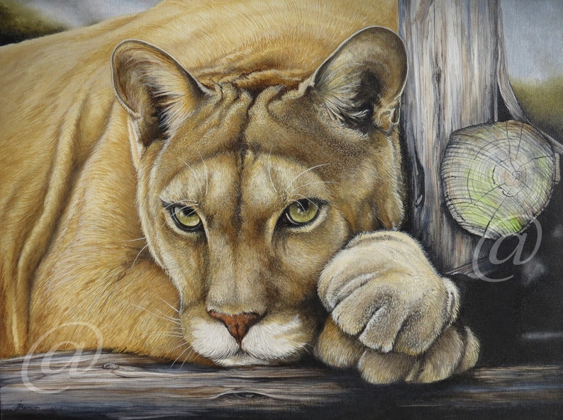 original, oil, painting, cougar, mountain lion, puma, cat, wildlife, nature, fine art, western, canvas, portrait, realistic, Jan Brown image 1