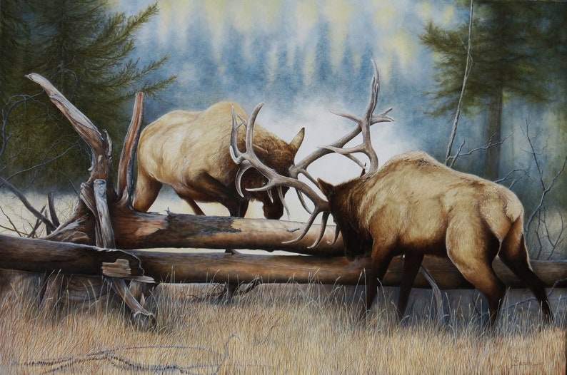 Fine Art, Original Oil, Wildlife, Elk, Bull Elk, Animal, Western