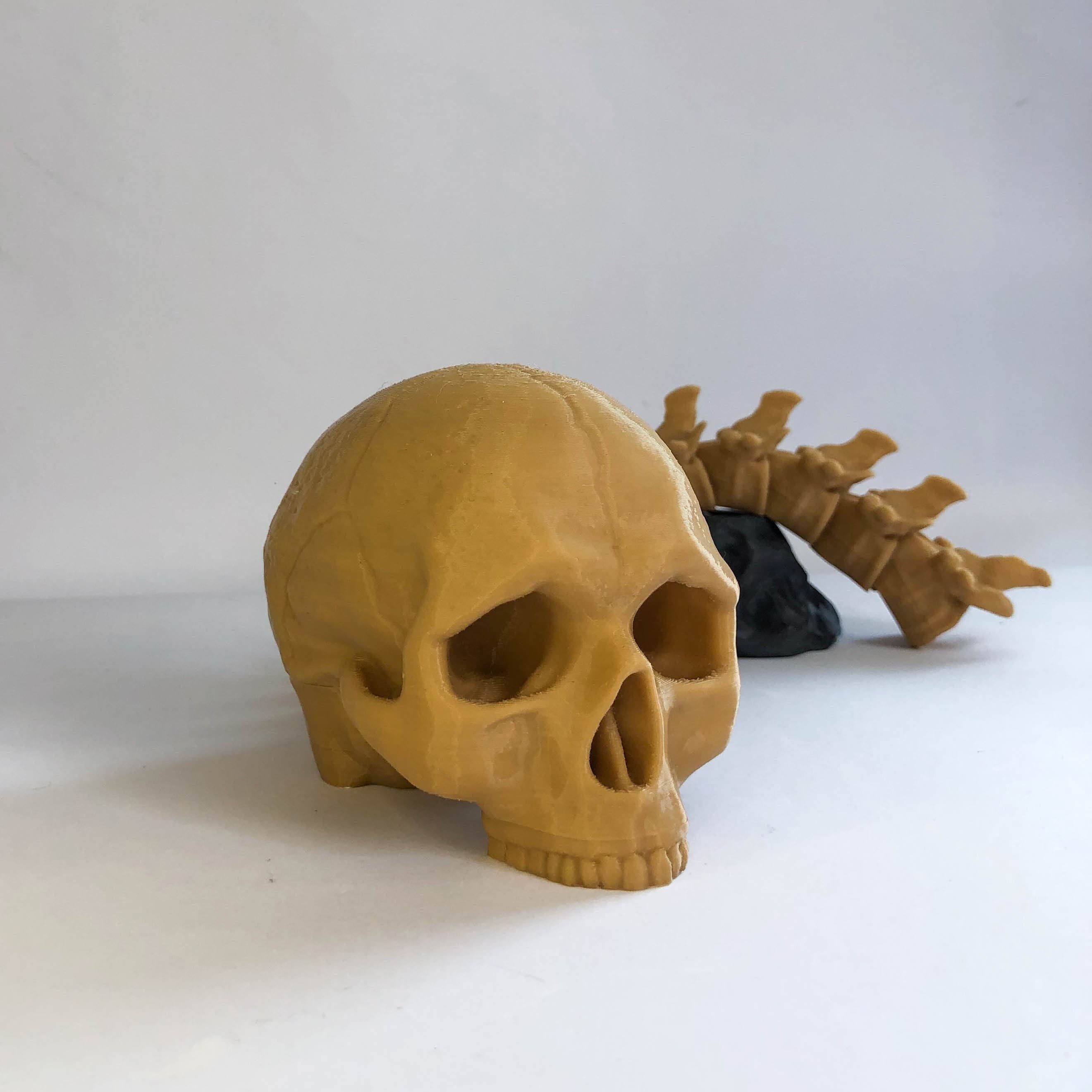 3D Printed Human Skull & Spine Trophy – Gothic Desktop Decor - Etsy