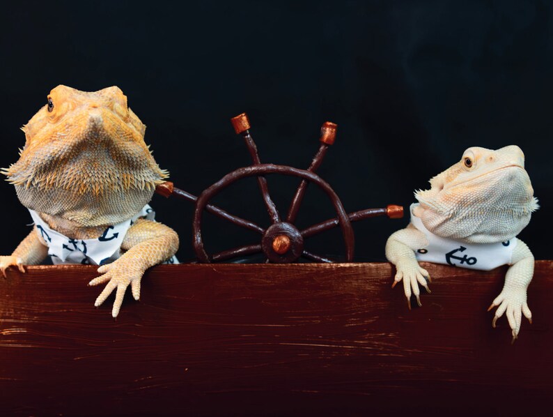 2024 Bearded Dragon Calendar Etsy