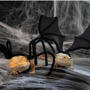 2023 Bearded Dragon Calendar Come Back Soon for 2024 - Etsy 2023 Bearded Dragon Calendar Come Back Soon for 2024 - Etsy