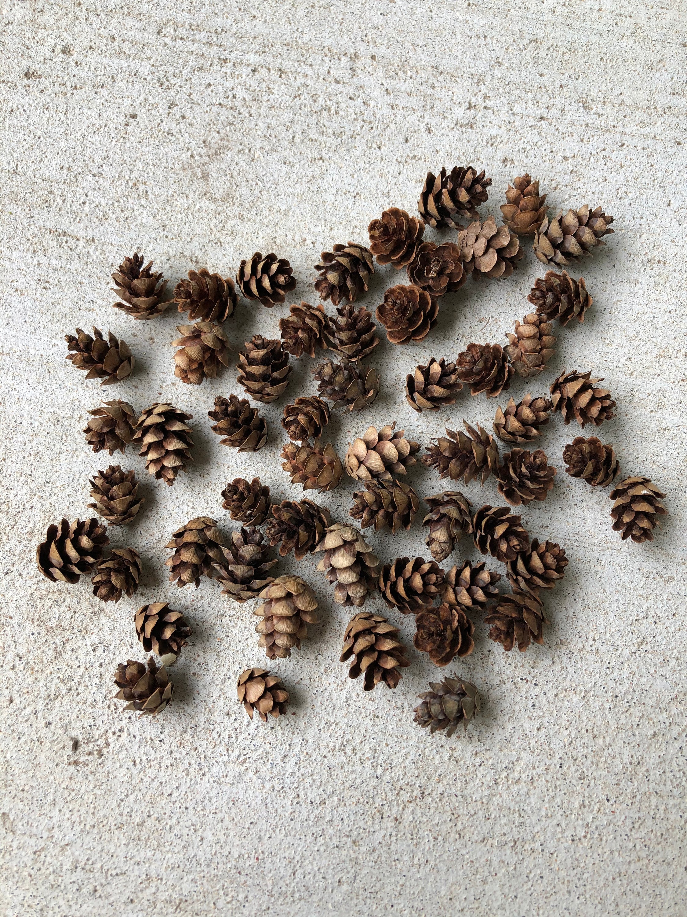 Eastern Hemlock Pine Cones 50 Count Tiny Pine Cones Etsy