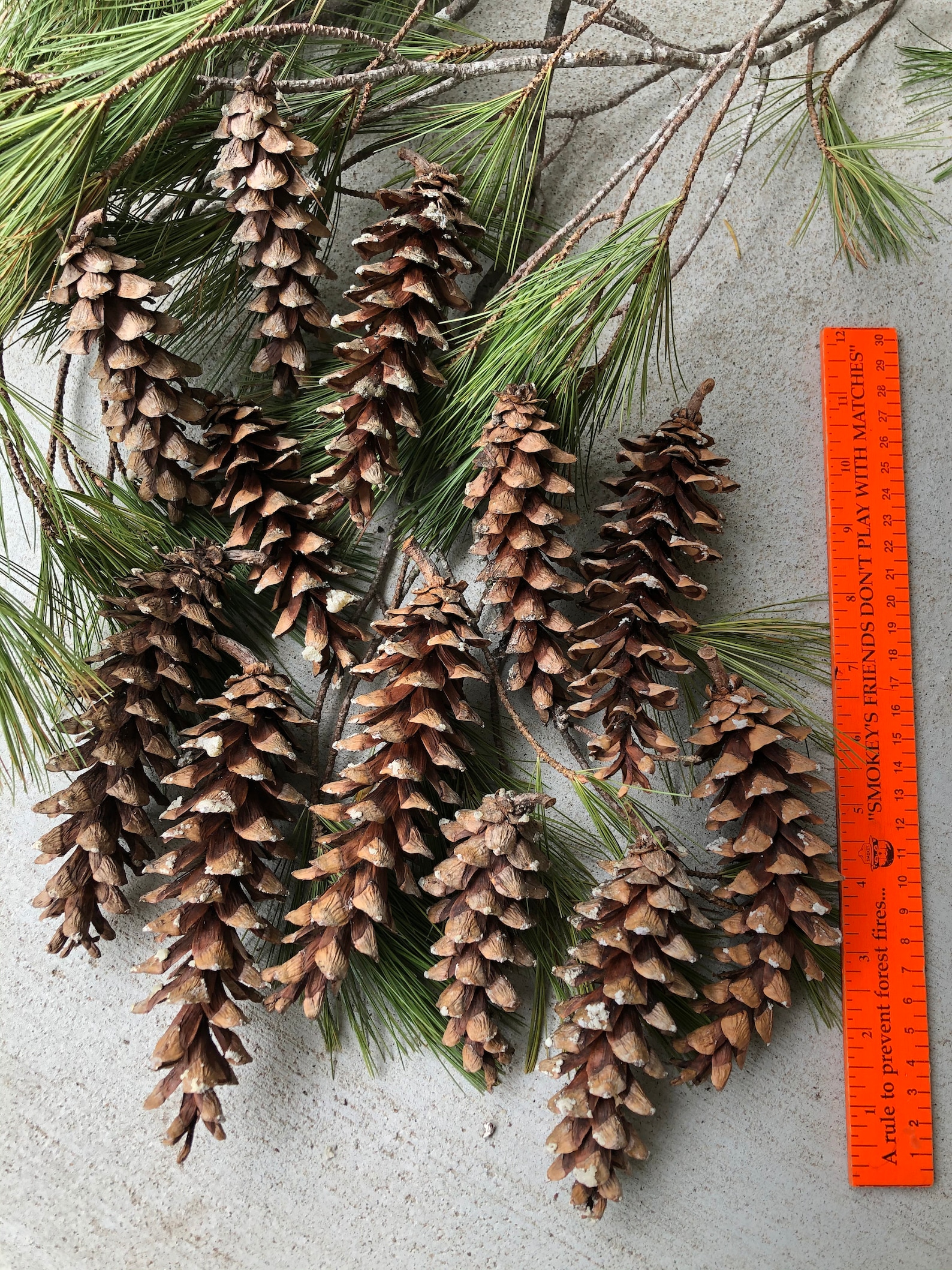 Pine Cones Twelve Pine Cones from the White Pine Tree Medium Etsy