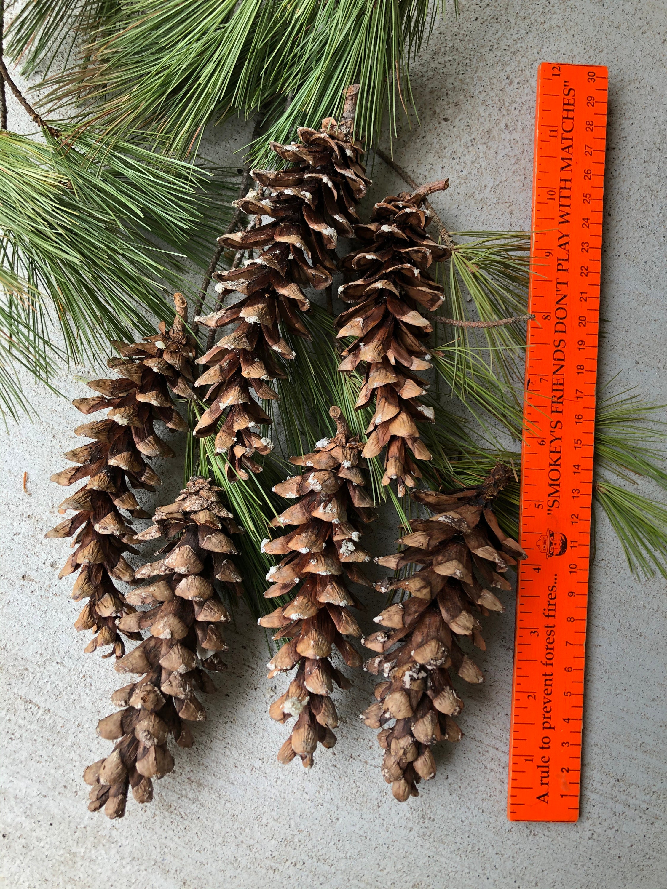 Pine Cones Six Pine Cones from the White Pine Tree Medium Etsy