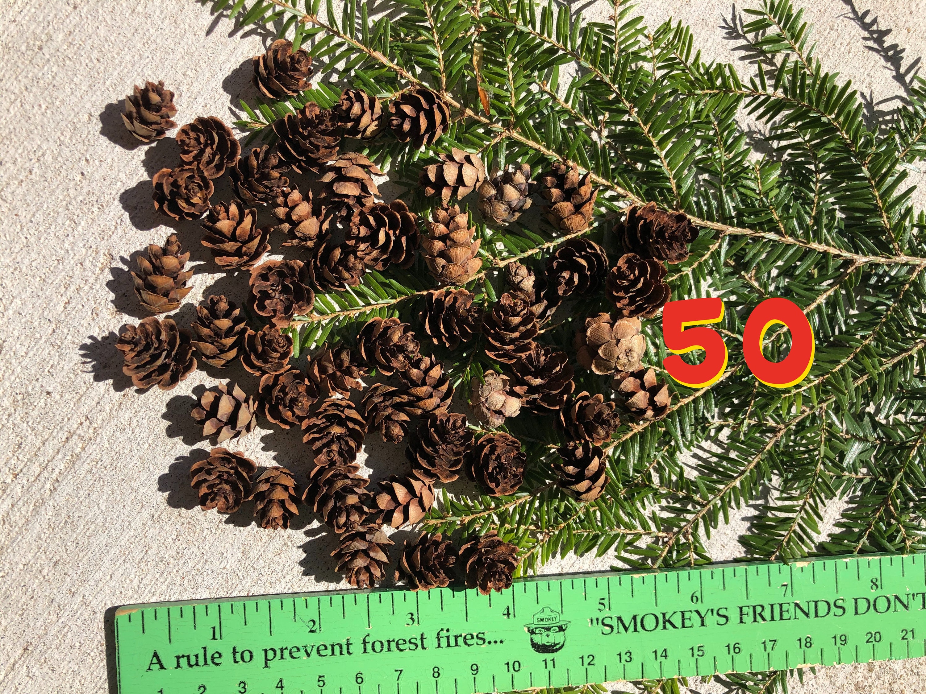 Eastern Hemlock Pine Cones 50 Count Tiny Pine Cones Etsy