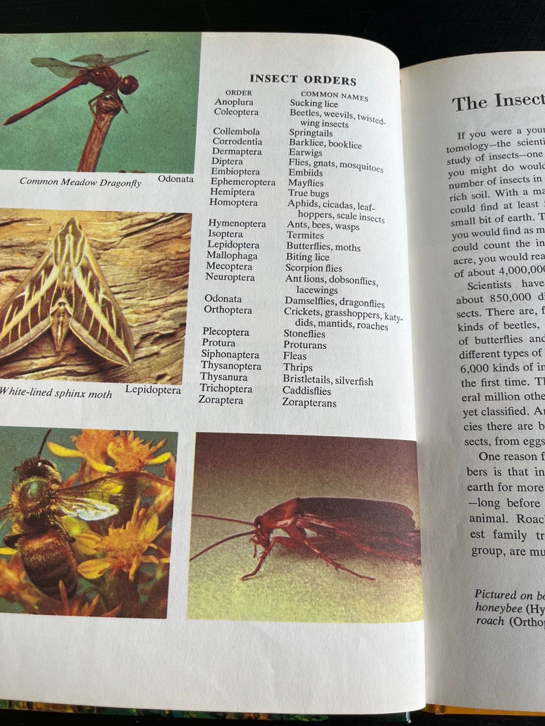 The Insect World/ the Golden Library of Knowledge/ Hardcover/ Vintage ...