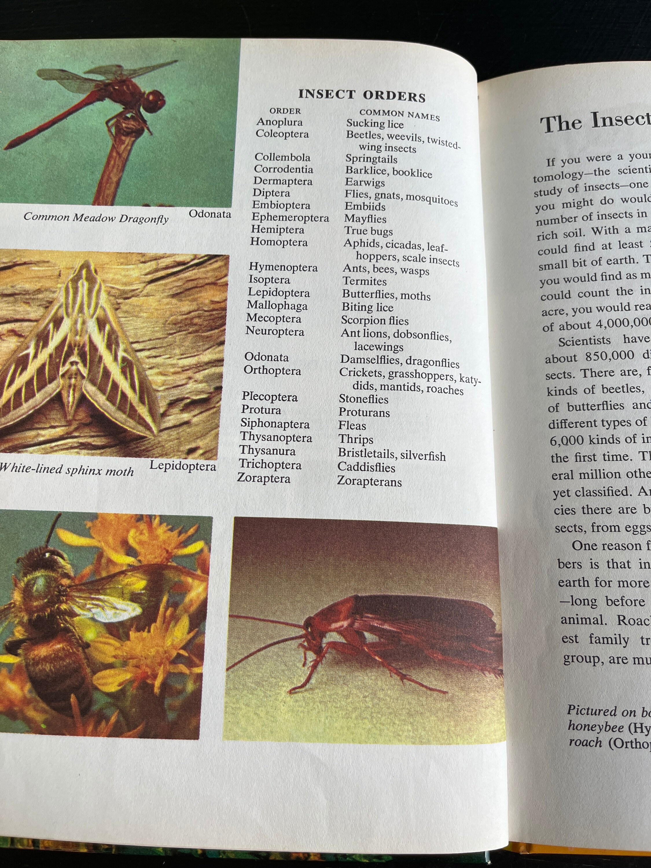 Planet Insect Book The Insect World/ the Golden Library of Knowledge/ Hardcover/ Vintage ...