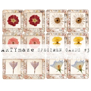 FAUX Fleur pressée CARTES SPÉCIMEN #3