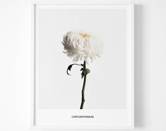 Chrysanthemum Print, Chrysanthemum Flower, Chrysanthemum Decor, Chrysanthemum Printable, Chrysanthemum Wall Art, Chrysanthemum
