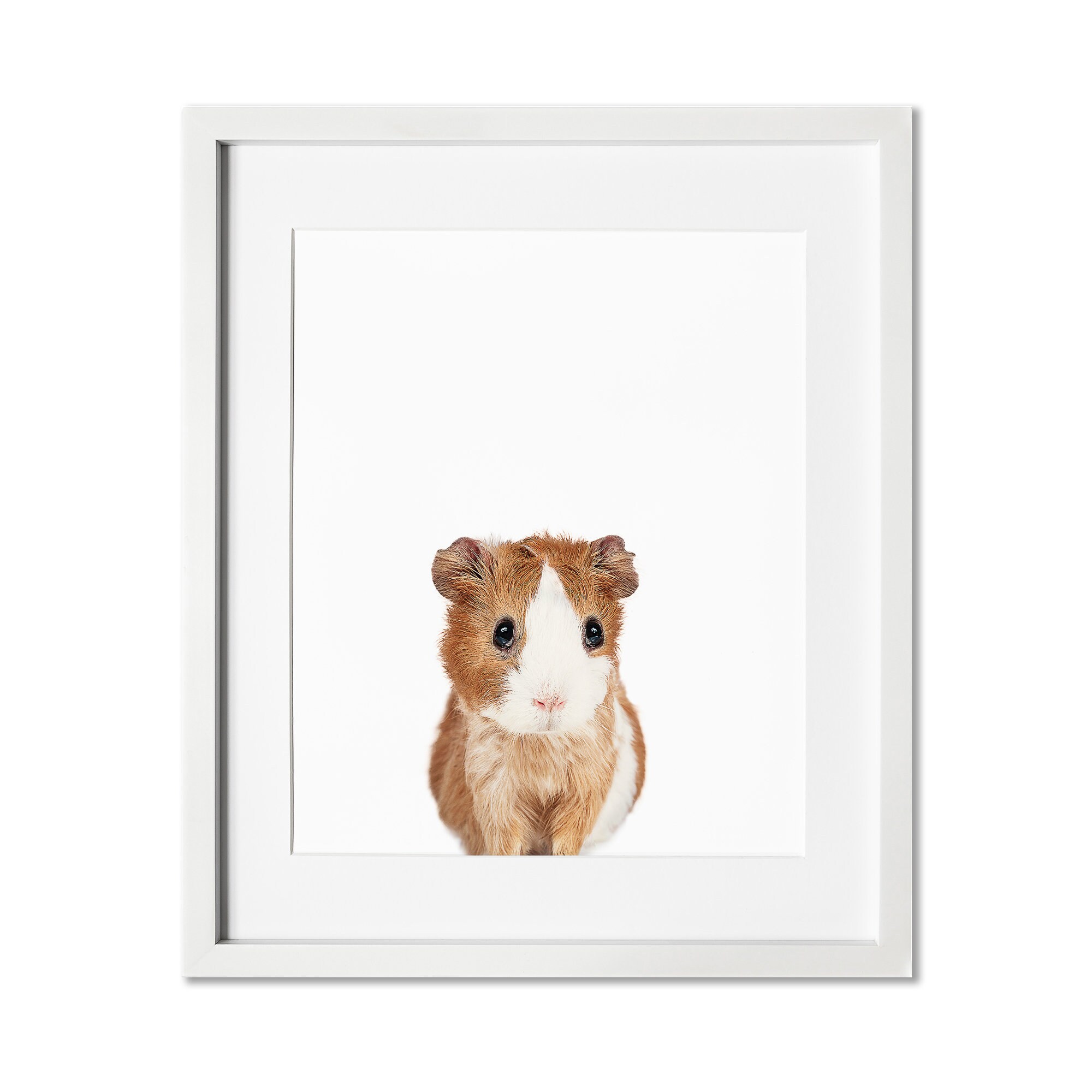 Baby Guinea Pig Print Baby Animal Prints Guinea photo photo