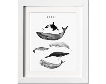 Black and White Whale Watercolor Painting, Whale Painting, Orca Whale, Killer Whale, Whale Nursery, Whale Print, Boys Room Wall Art