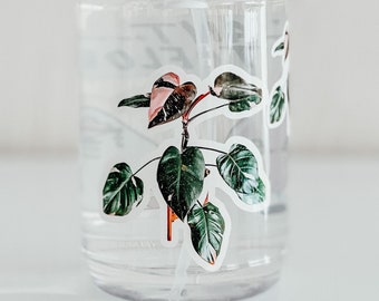 Philodendron Pink Princess Sticker Plant Sticker Laptop Decal Car Decal Water Bottle Sticker Plant Collector Plant Decal Vinyl Sticker