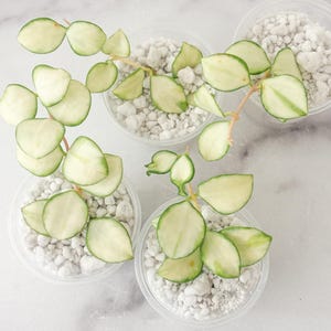 Hoya Manipurensis Variegated - Etsy