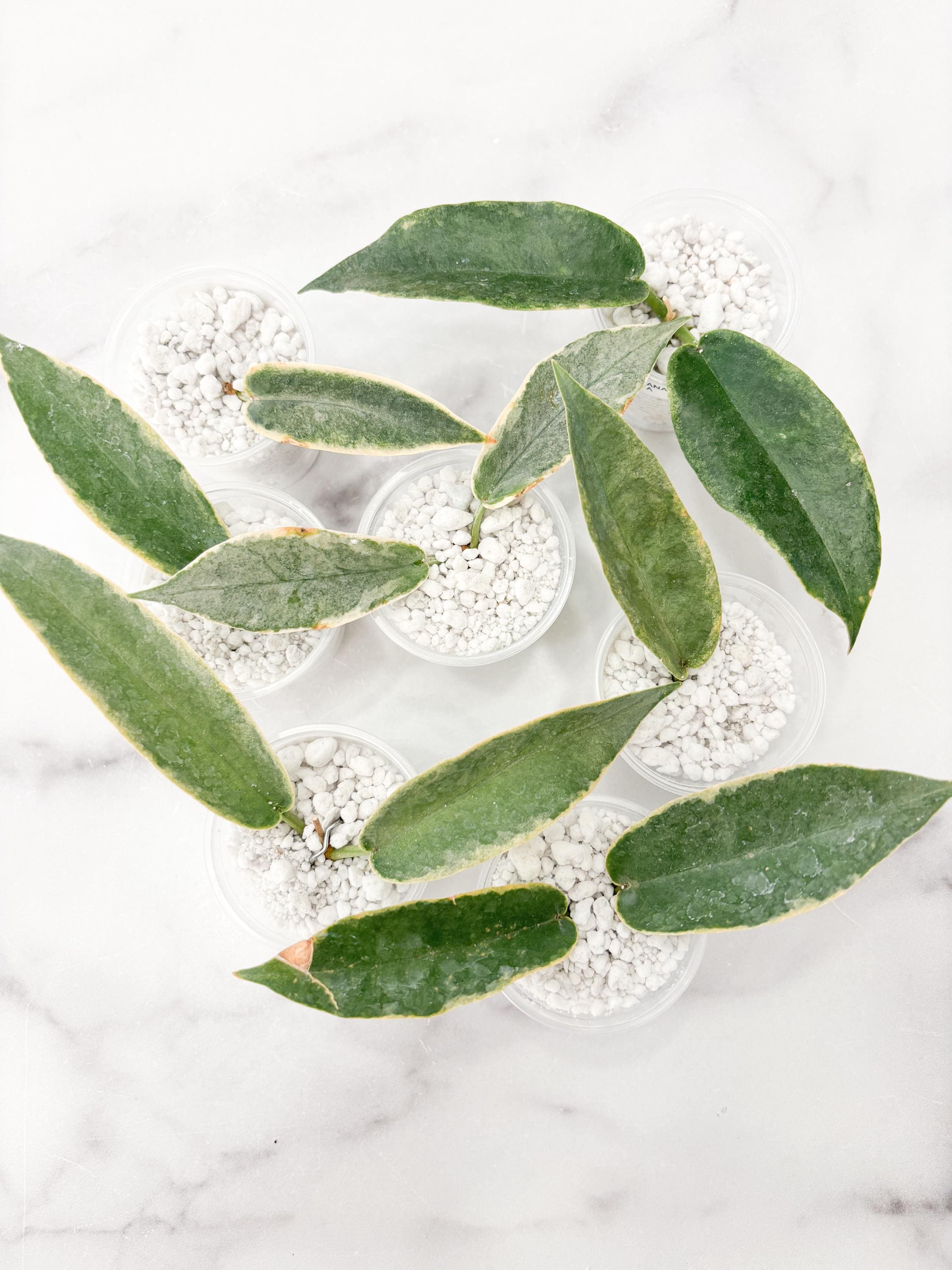 Hoya Archboldiana Albomarginata - Etsy