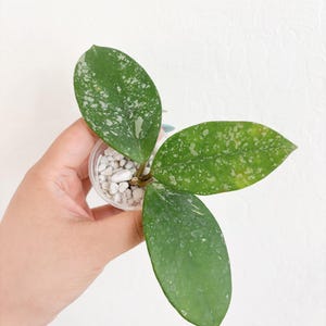 Hoya Carnosa Freckles Splash Hoya Rooted Cutting Starter Plant Beginner friendly Wax Plant Hoya Collection