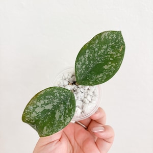 Hoya Carnosa Freckles Splash Hoya Rooted Cutting Starter Plant Beginner friendly Wax Plant Hoya Collection