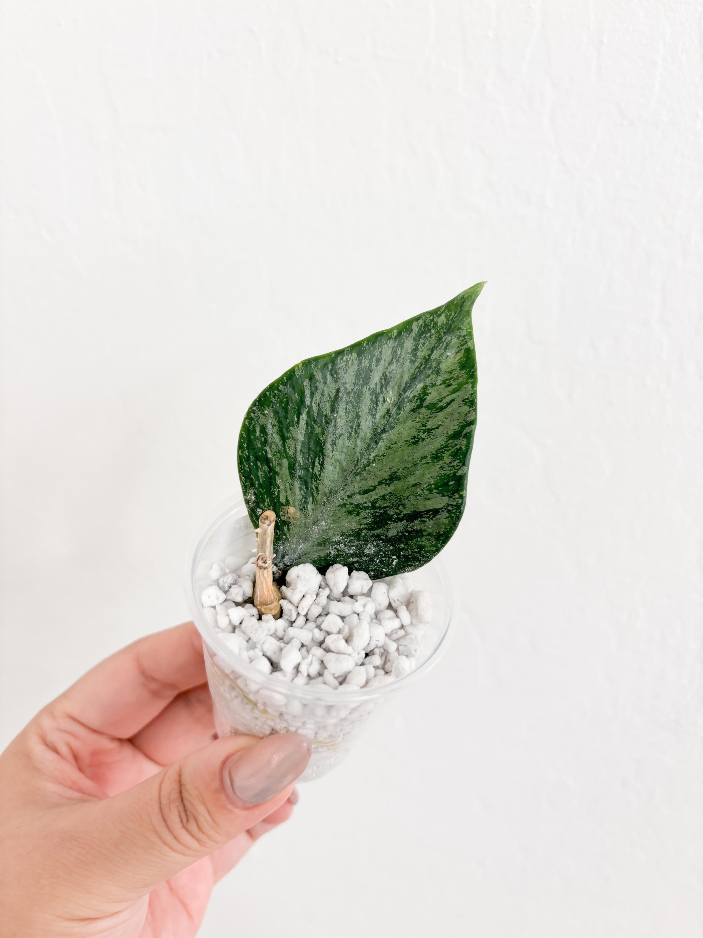 怪奇植物 シルバー人魚ホヤ Hoya polyneura broget Hoya