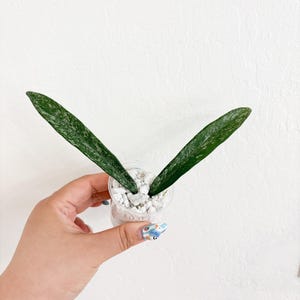 Hoya Minibelle Splash Hoya Rooted Cutting Starter Plant Beginner friendly Wax Plant Hoya Collection
