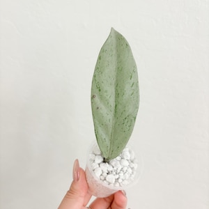 Hoya Pubicalyx Pink Silver Ghost Sunstressed Rooted Cutting Starter Plant Beginner friendly Wax Plant
