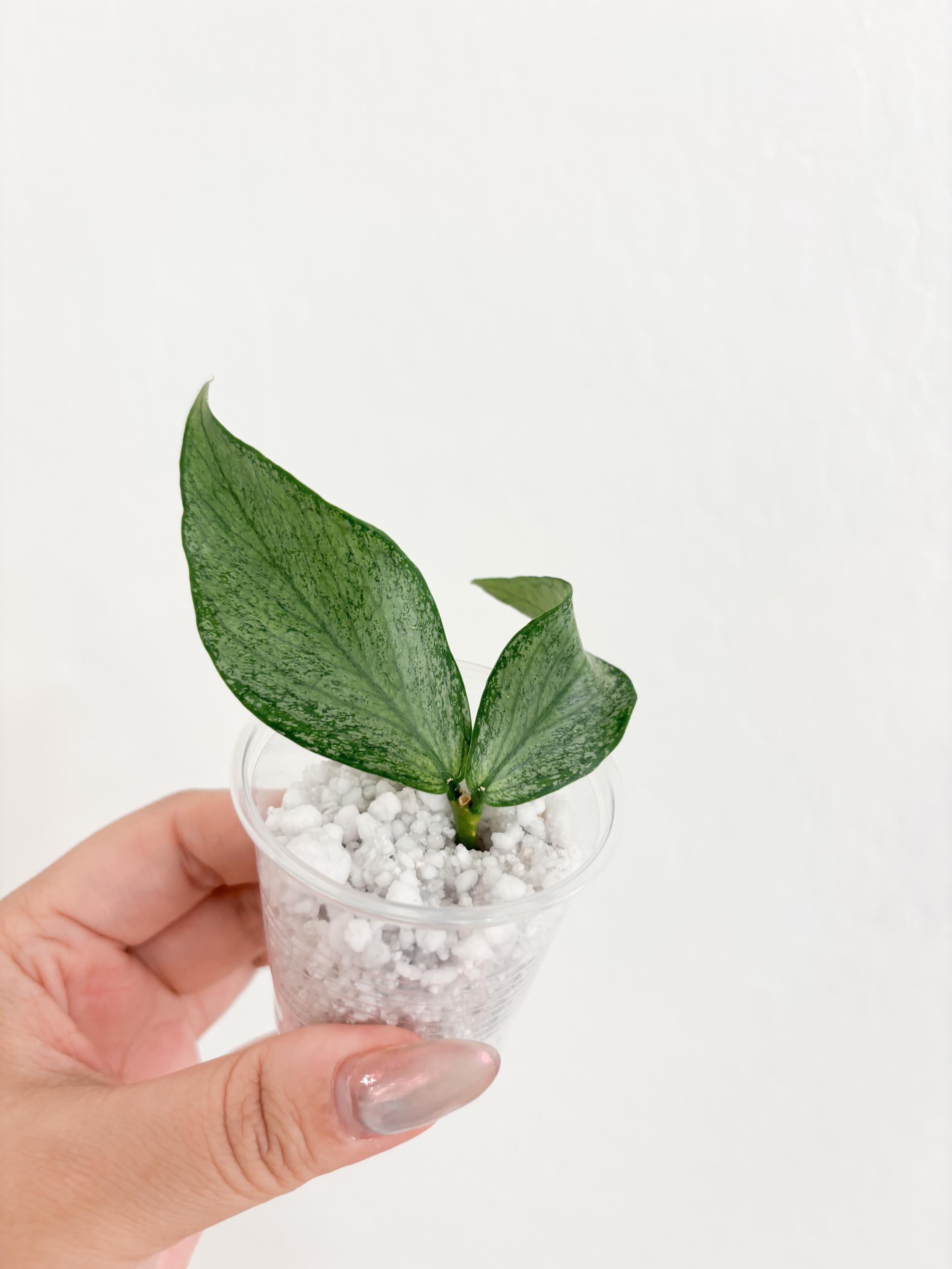 Hoya Polyneura Broget - Etsy