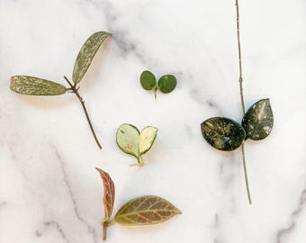 Unrooted Hoya Bundle Sigillatis Sunrise Mathilde Serpens Heuschkeliana Variegated Cutting Starter Plant Beginner friendly Wax Plant