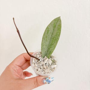 Hoya Pubicalyx Pink Silver Ghost Sunstressed Rooted Cutting Starter Plant Beginner friendly Wax Plant