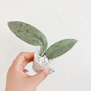 Hoya Pubicalyx Pink Silver Ghost Sunstressed Rooted Cutting Starter Plant Beginner friendly Wax Plant