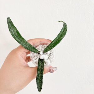 Hoya Minibelle Splash Hoya Rooted Cutting Starter Plant Beginner friendly Wax Plant Hoya Collection