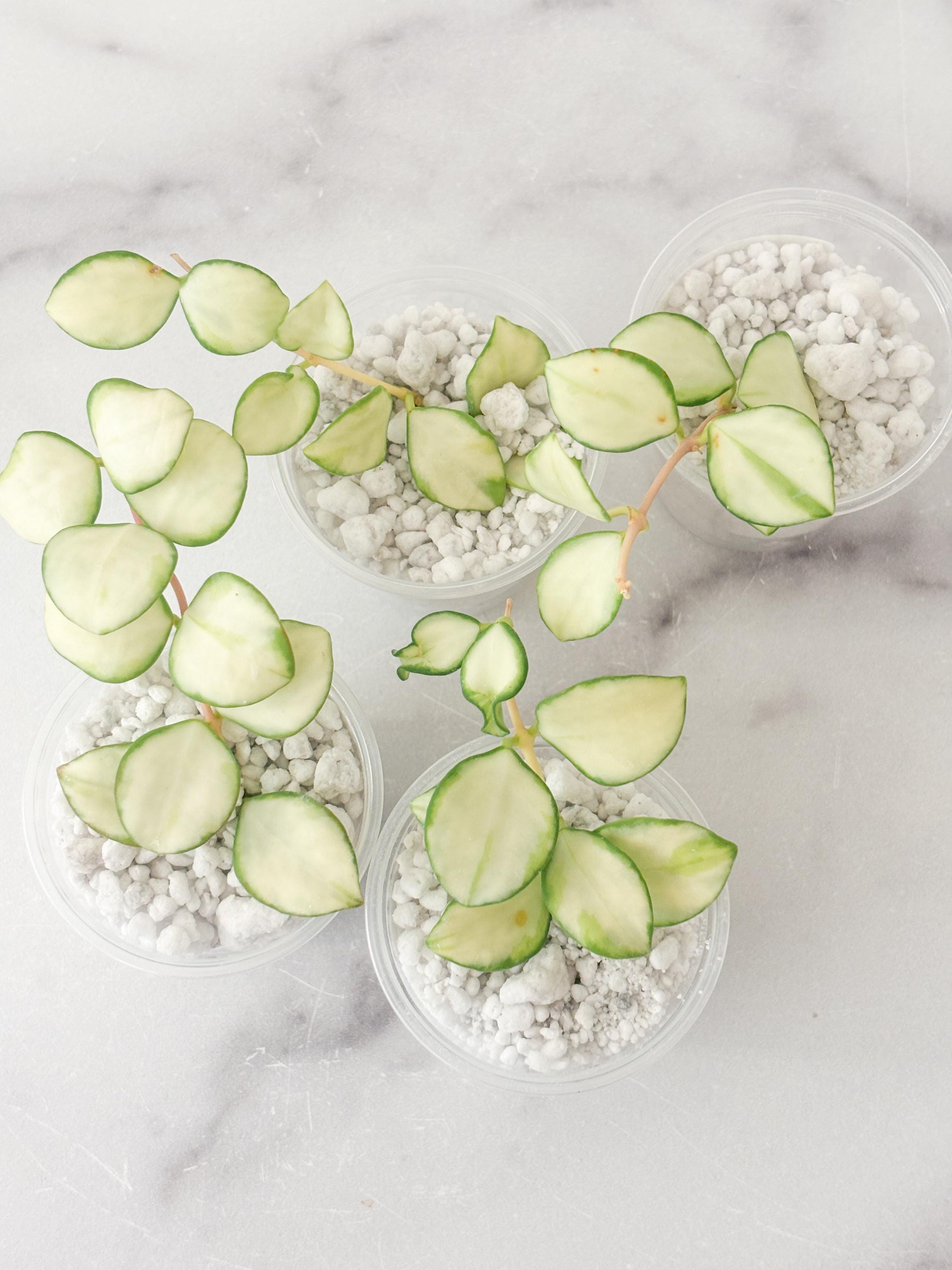 Hoya Manipurensis Variegated - Etsy
