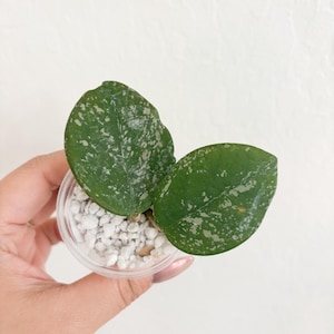 Hoya Carnosa Freckles Splash Hoya Rooted Cutting Starter Plant Beginner friendly Wax Plant Hoya Collection
