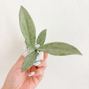 Hoya Pubicalyx Pink Silver Ghost Sunstressed Rooted Cutting Starter Plant Beginner friendly Wax Plant
