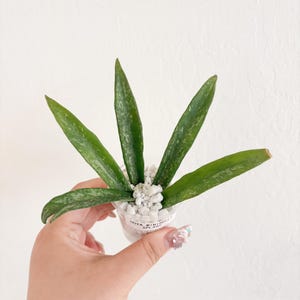 Hoya Minibelle Splash Hoya Rooted Cutting Starter Plant Beginner friendly Wax Plant Hoya Collection