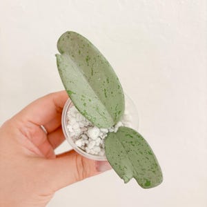 Hoya Pubicalyx Pink Silver Ghost Sunstressed Rooted Cutting Starter Plant Beginner friendly Wax Plant