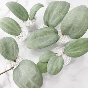 Hoya Latifolia Silver - Etsy