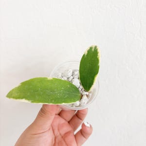 Variegated Hoya Cutting: Hoya Acute Albomarginata Starter Plant