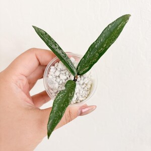 Hoya Minibelle Splash Rooted Cutting - Beginner Friendly Wax Plant