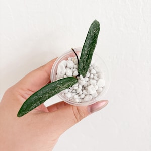 Hoya Minibelle Splash Rooted Cutting: Beginner-Friendly Wax Plant