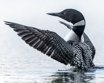 Loon Photo Etsy