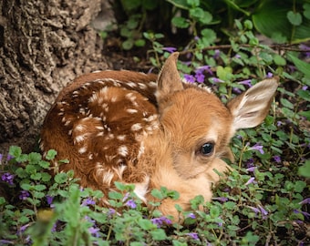 Cute Baby Deer Photograph Spotted Fawn Photo Baby Animals - Etsy Cute Baby Deer Photograph Spotted Fawn Photo Baby Animals - Etsy