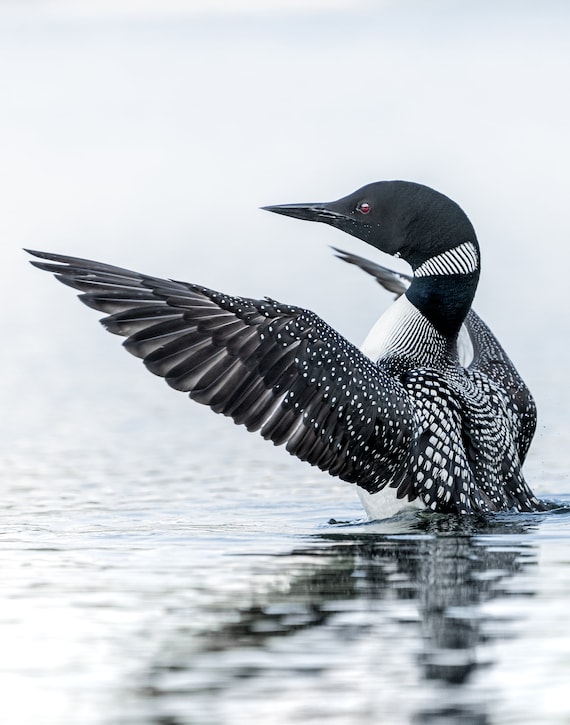 Loon Phoenix Loon Flying From Above