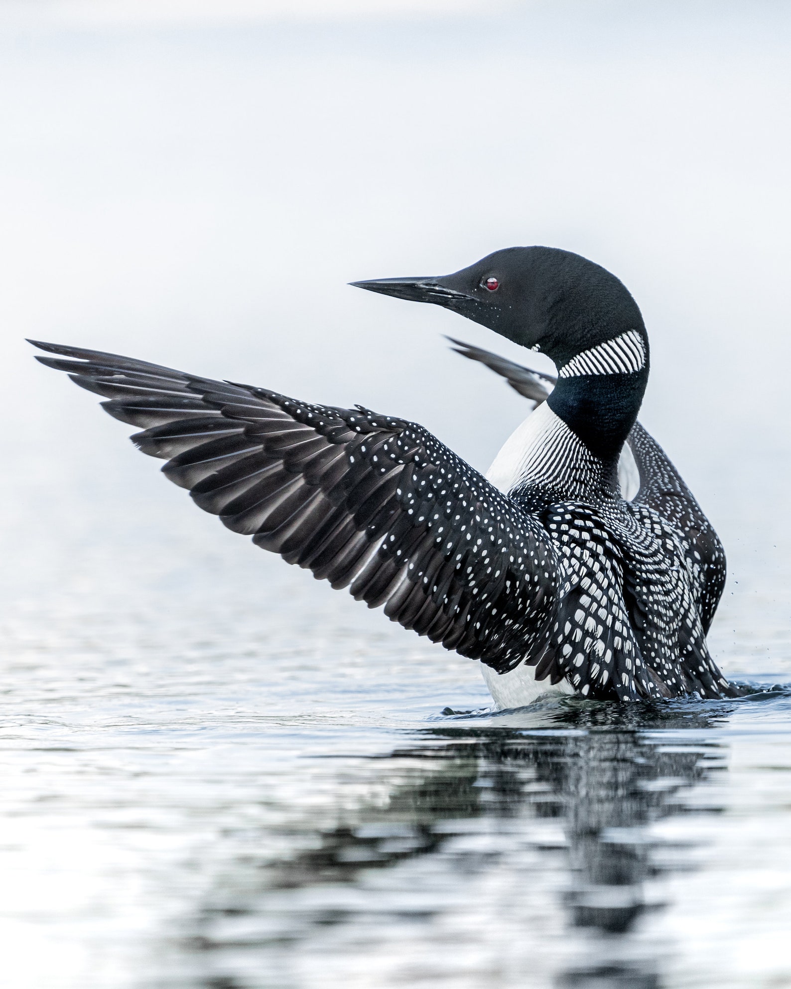 Loon on Lake Professional Photography Photo Print Home Wall Art