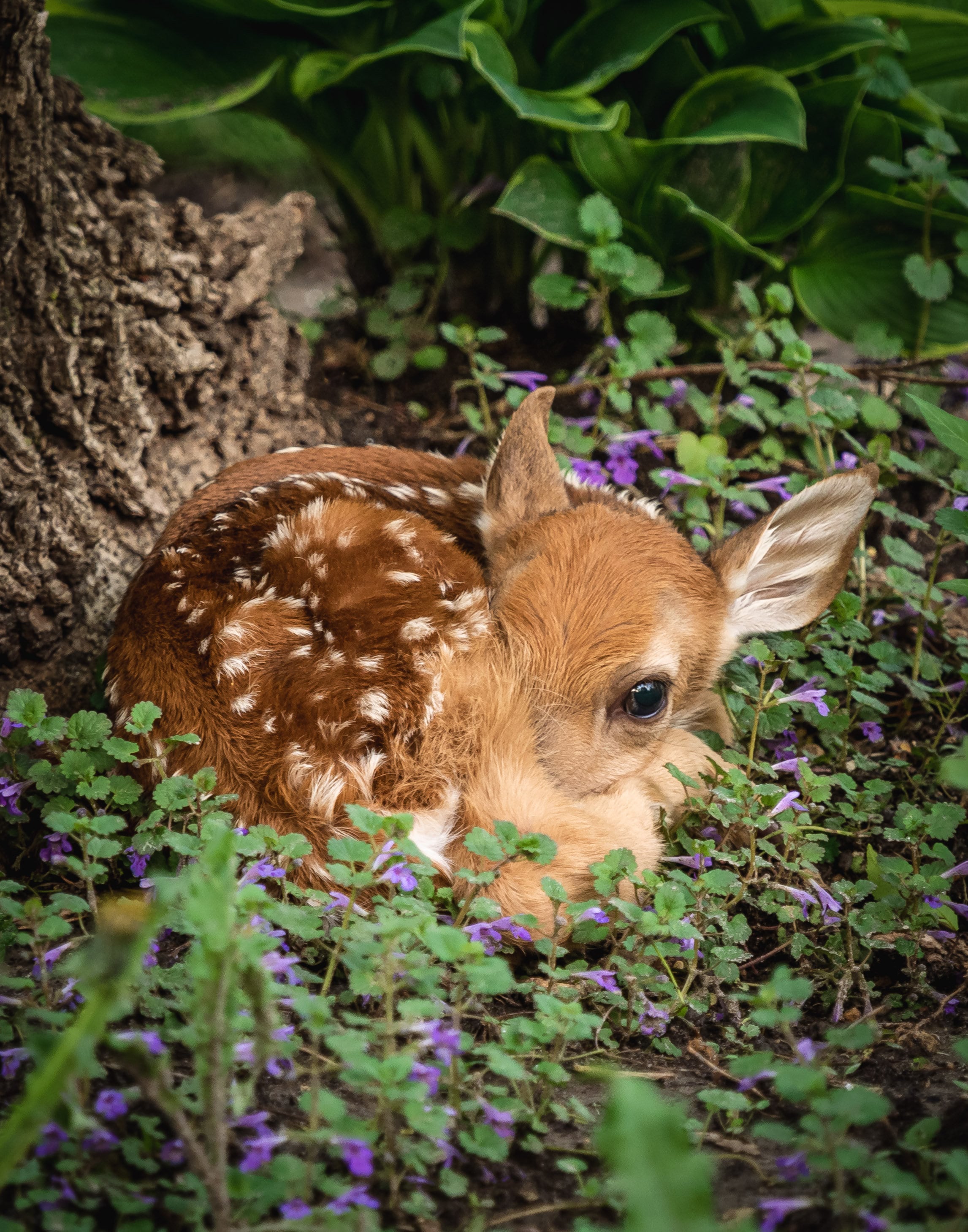 Baby deer fawn outlet