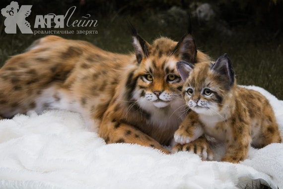 Petit Bebe De Lynx Examble Pour Lordre Animal Realiste Etsy
