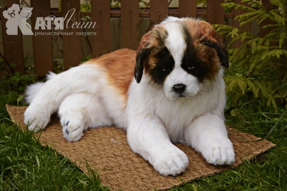 st bernard puppy