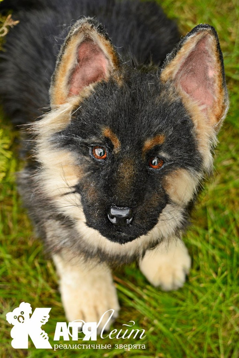 FÜR Beispiel für Bestellung deutscher Schäferhund Welpen ...